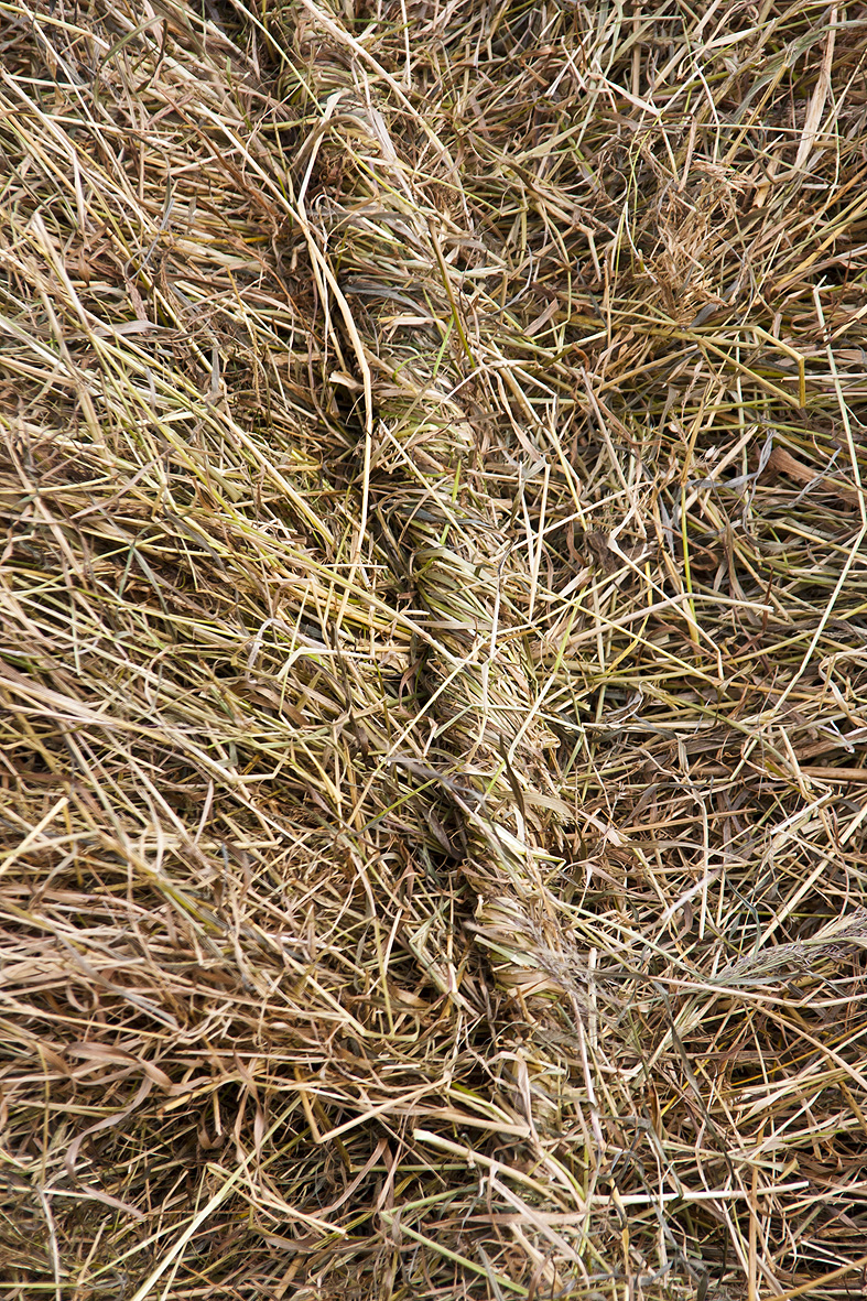 Hay, the old fashioned way